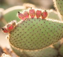 Kaktusfeigenkernöl – gesunde Wirkung und Anwendungsmethoden