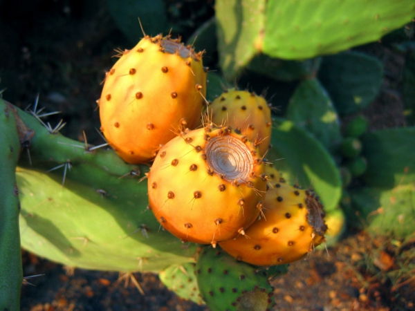 Kaktusfeigenkernöl aus Kaktusfeigen herstellen 