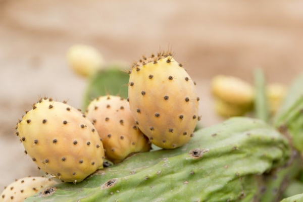kaktusfeigenkernöl gelbe früchte kaktus
