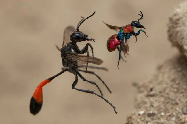 2020 Wildlife Photographer of The Year Sieger a tale of two wasps wespen