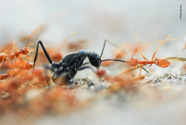 2020 Wildlife Photographer of The Year Sieger battle of the ants wildlife