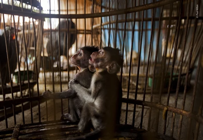 2020 Wildlife Photographer of The Year Sieger cage of misery photojournalism