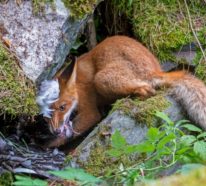 2021 Wildlife Photographer of The Year Sieger – Top 32 Gewinnerfotos nach Kategorie