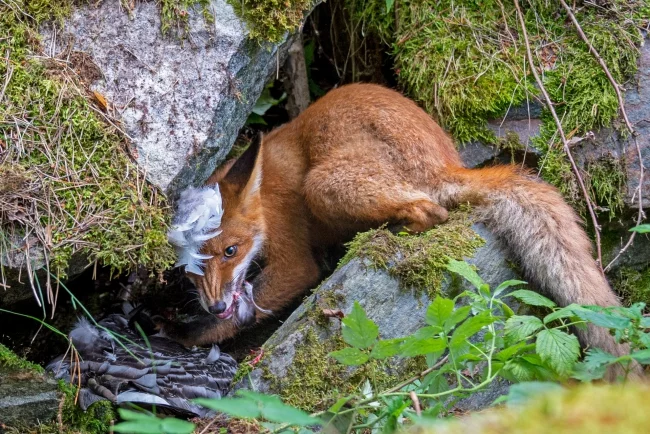 2020 Wildlife Photographer of The Year Sieger the fox that got the goose junge fotografen sieger