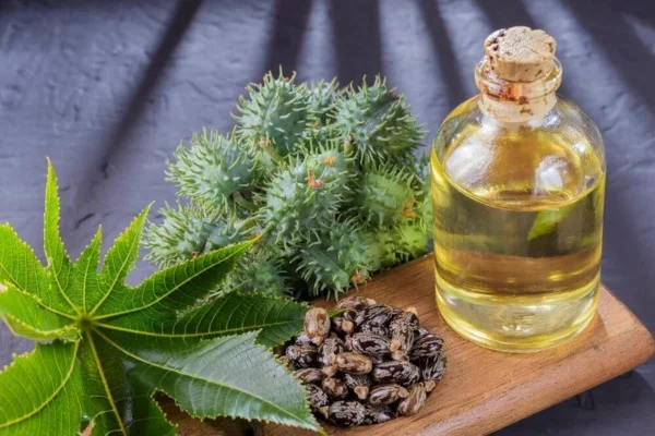 7 Vorteile von Rizinusöl für Haut und Haare Pflanze Sammen