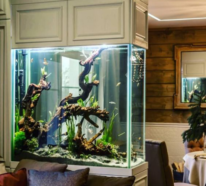 Aquarium zu Hause – bringen Sie die bunte Unterwasserwelt in Ihre vier Wände!