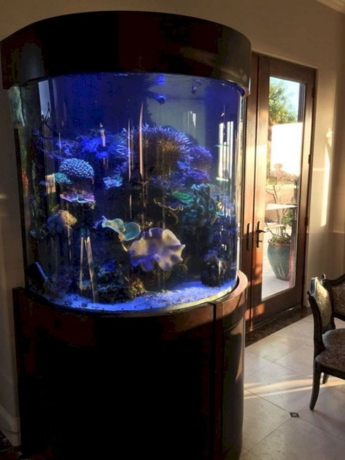 Aquarium zu Hause rundes Becken spezielle Beleuchtung lebensnotwendig für die kleinen Bewohner