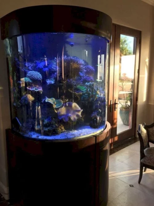 Aquarium zu Hause rundes Becken spezielle Beleuchtung lebensnotwendig für die kleinen Bewohner