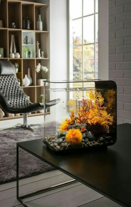 Aquarium zu Hause – bringen Sie die bunte Unterwasserwelt in Ihre vier