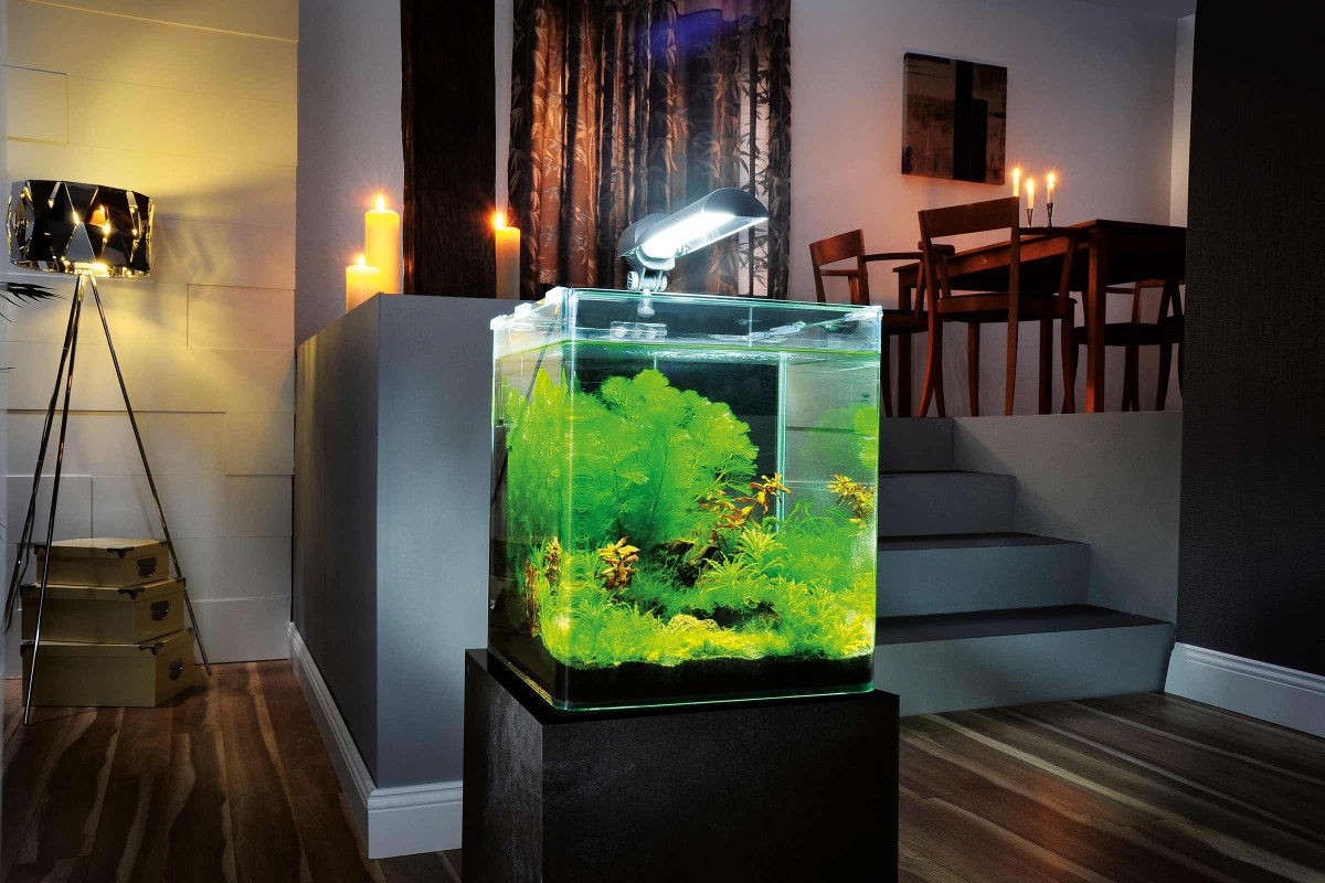 Aquarium zu Hause bringen Sie die bunte Unterwasserwelt in Ihre vier