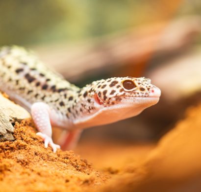 Artgerechte Leopardgecko Haltung - Tipps rund um die ...