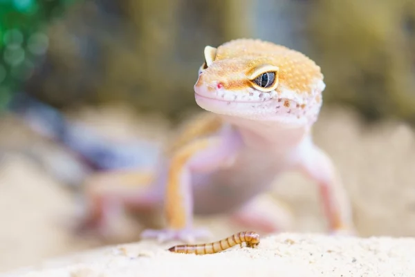 Artengerechte Leopardgecko Haltung – Tipps rund um die Terrarium Einrichtung und Pflege gecko fütterung wurm