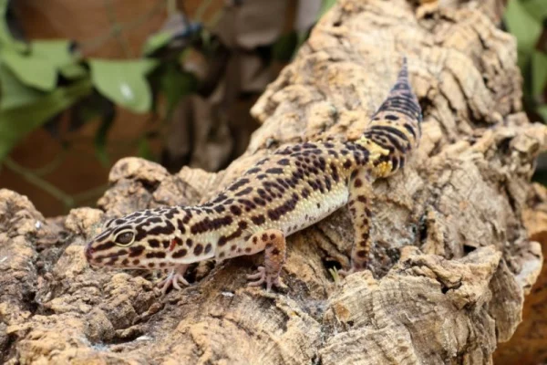 Artengerechte Leopardgecko Haltung – Tipps rund um die Terrarium Einrichtung und Pflege gecko klettert baum ast