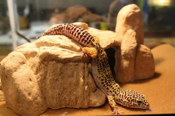 Artengerechte Leopardgecko Haltung – Tipps rund um die Terrarium Einrichtung und Pflege gecko versteck platz lustig