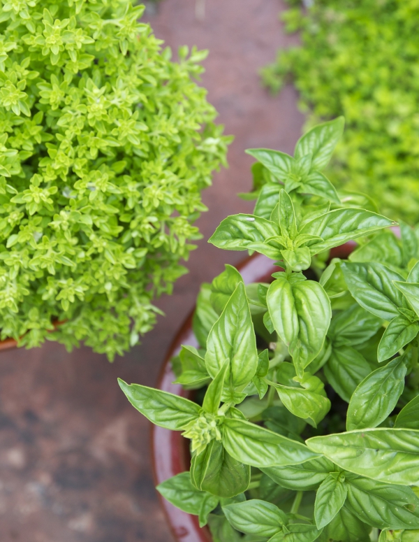 Basilikum Pflege im Topf und im Garten aromatische