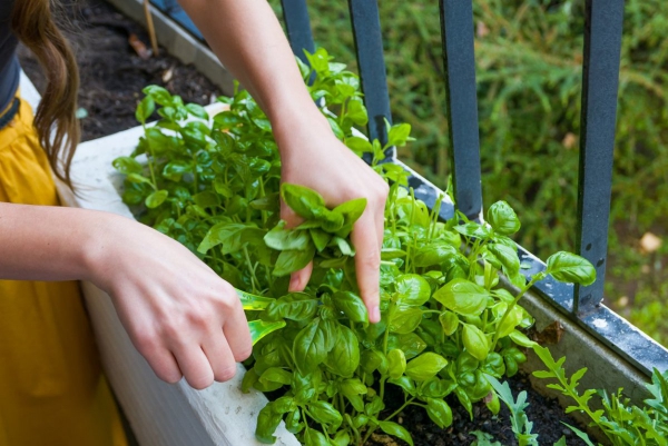 Basilikum Pflege im Topf und im Garten – aromatische Kräuter das ganze Jahr über balkon pflanzen kräuter topf