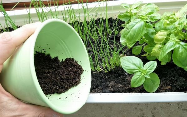 Basilikum Pflege im Topf und im Garten – aromatische Kräuter das ganze Jahr über kaffee überreste als dünger