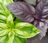 Basilikum Pflege im Topf und im Garten – aromatische Kräuter das ganze Jahr über