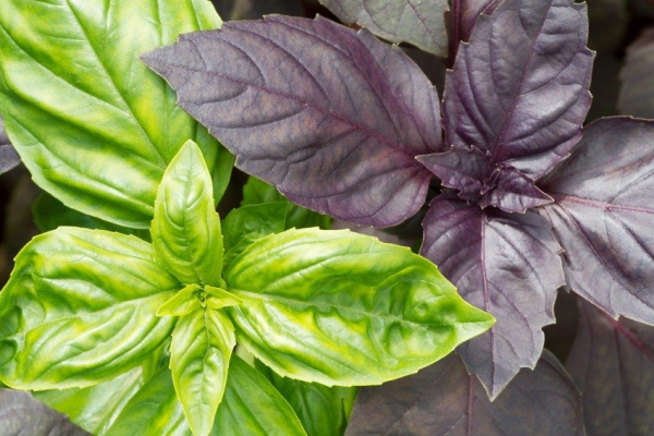 Basilikum Pflege im Topf und im Garten – aromatische Kräuter das ganze Jahr über kräuter sorten grün rot