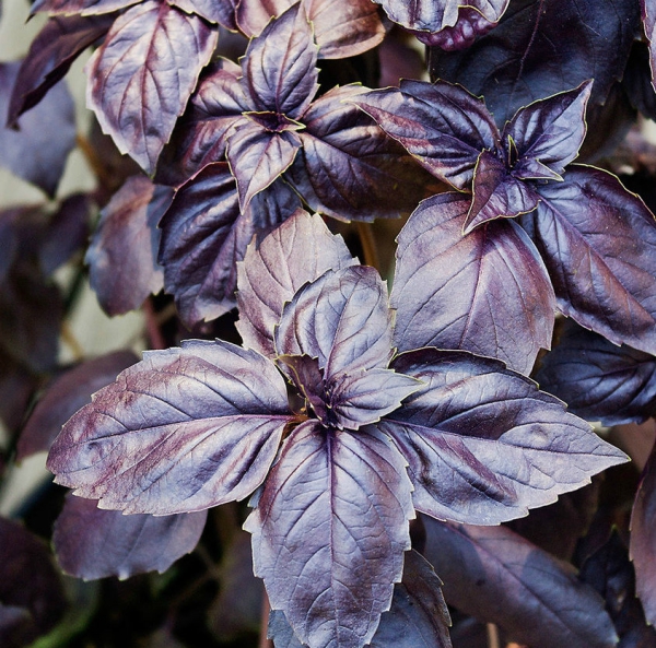 Basilikum Pflege im Topf und im Garten – aromatische Kräuter das ganze Jahr über rotes basilikum lila violett