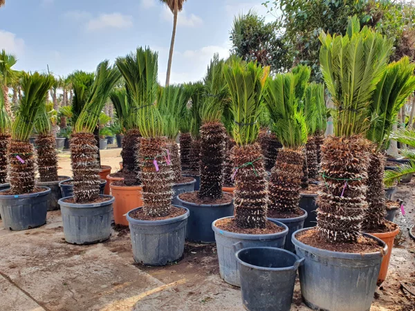 Cycas Sagopalmen viele Pflanzen in Kübeln Vorbereitung für Überwintern draußen  