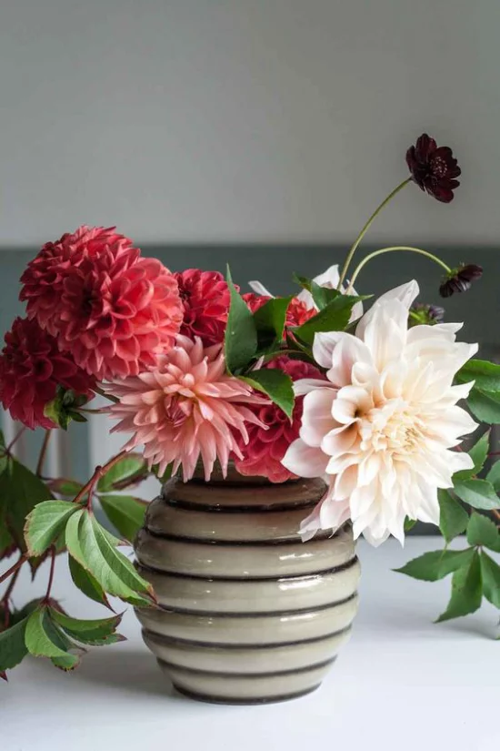 Dahlien wenig bekannte Fakten über Dahlien Blüten in verschiedenen Farben in Vase Tischschmuck toller Hingucker