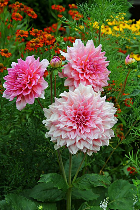 Dahlien wenig bekannte Fakten über Dahlien schönste Gartenblume Königin des Spätsommers