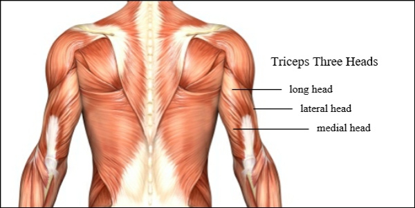 Einfache Trizeps Übungen, die Sie auch zu Hause machen können muskeln anatomie drei köpfe