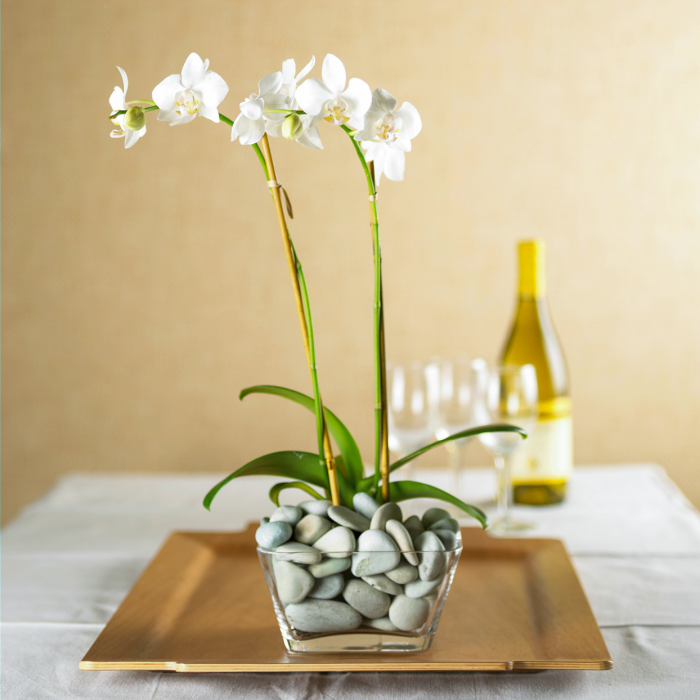 Orchideen richtig pflegen Glasgefäß mit kleinen Steinen gefüllt schöne elegante pflanze mit weißen Blüten