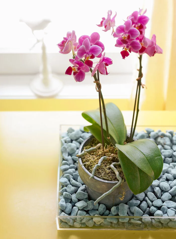 Orchideen richtig pflegen Luftwurzeln ragen aus dem Topf heraus nicht abschneiden
