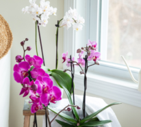 Orchideen richtig pflegen  – die wichtigsten Pflegetipps für die exotischen Schönheiten