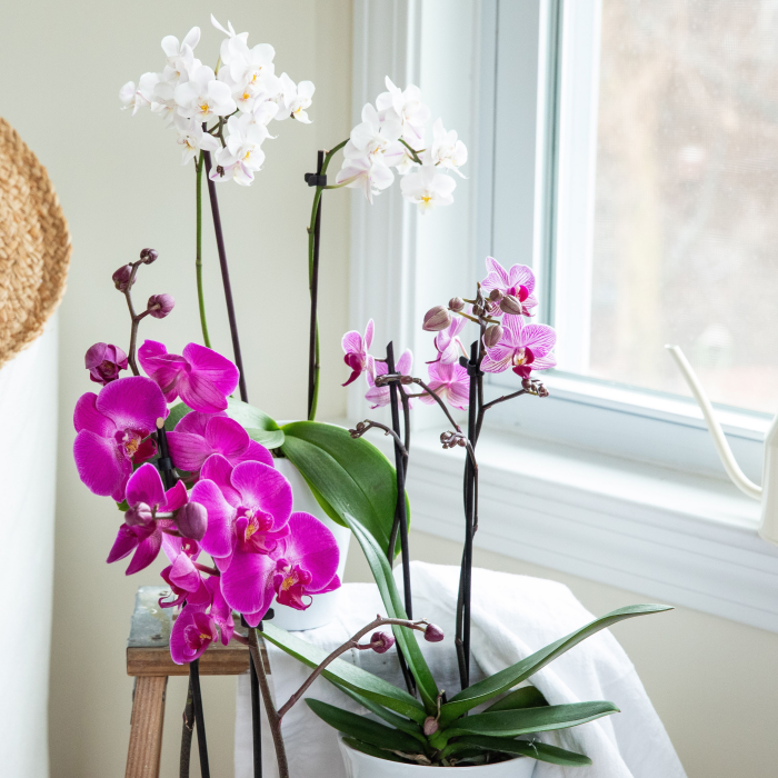 Orchideen richtig pflegen am sonnigen Standort nicht weit vom Fenster schöne Blüten in Violett und Weiß zwei Töpfe