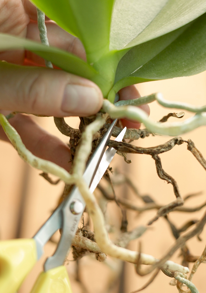 Orchideen richtig pflegen beimUmtopfen verwelkte Wurzeln abschneiden entfernen
