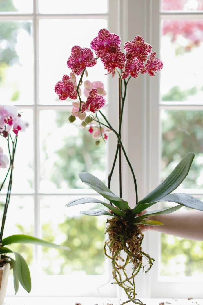 Orchideen richtig pflegen dringend umtopfen bei verfaulten Wurzeln