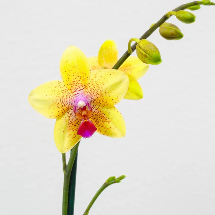 Orchideen richtig pflegen einzigartige gelbe Blüten interessante Form
