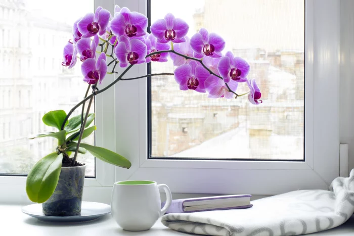 Orchideen richtig pflegen kalkarmes Wasser beim Gießen verwenden Pflanze am Fenster violette Blüten sehr attraktiv