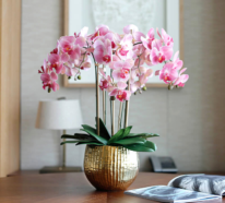Orchideen richtig pflegen  – die wichtigsten Pflegetipps für die exotischen Schönheiten