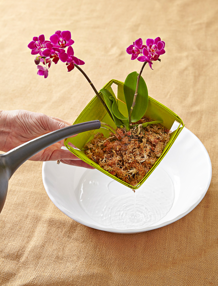 Orchideen richtig pflegen richtiges Gießen das A und O der Orchideenpflege