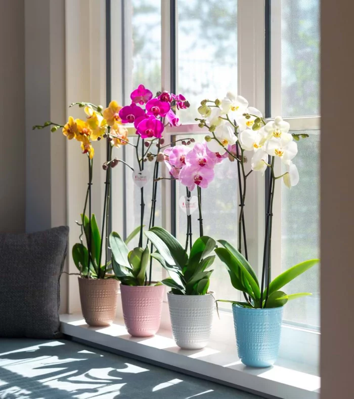 Orchideen richtig pflegen vier Orchideentöpfe am südlichen Fenster schöner Blickfang prächtige Blüten verschiedene Farben