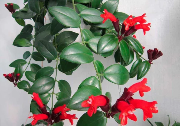 Schamblume Blumenampel zu Hause immergrüne eiförmige Blätter leicht behaart rote kelchförmige Blüten Hingucker