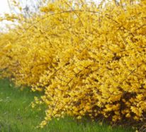 Blühende Hecke: 7 beliebte Heckenpflanzen, die Ihren Garten in eine echte Blütenoase verwandeln