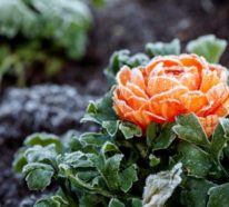 12 farbenfrohe und robuste Winterpflanzen für einen lebendigen Garten