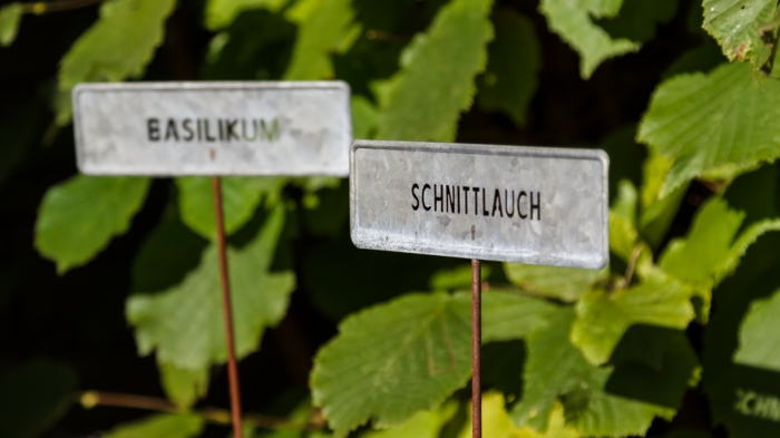 Buchsbaumzünstler bekämpfen kräutergarten