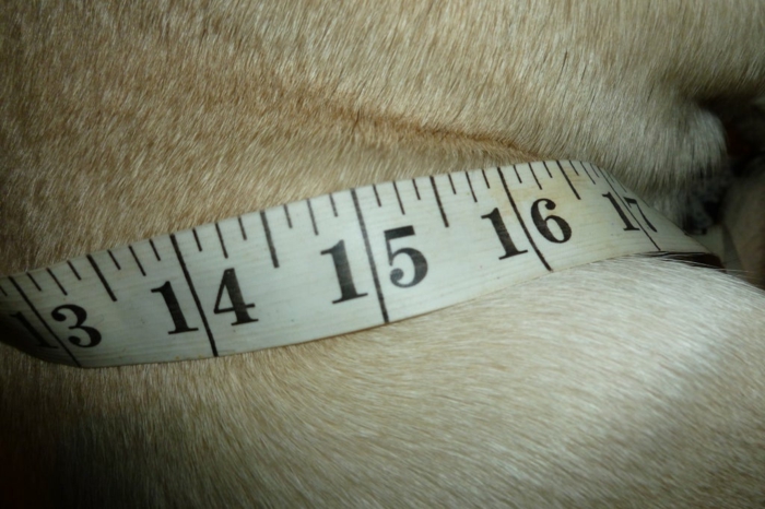 hundepullover stricken ausmessen