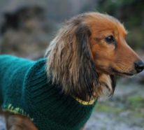 Hundepullover stricken- schick und warm durch die Kälte
