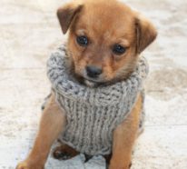 Hundepullover stricken- schick und warm durch die Kälte