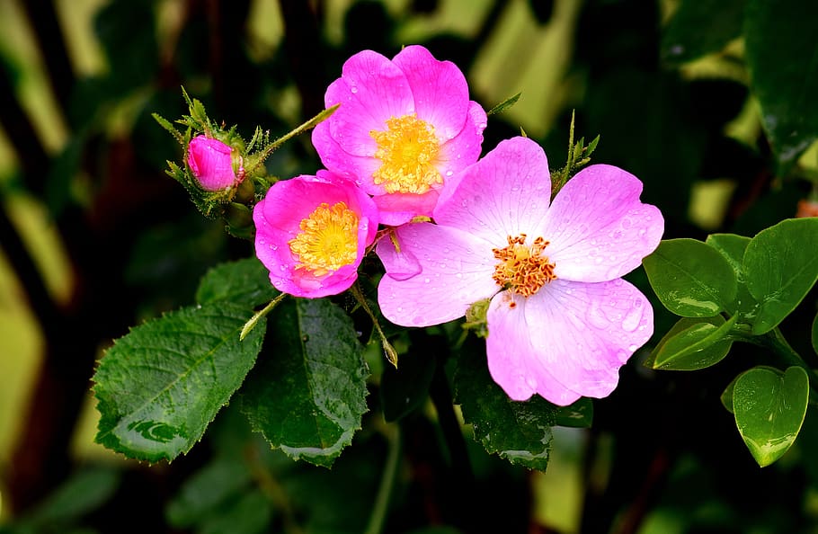 Blühende Hecke: 7 beliebte Heckenpflanzen, die Ihren Garten in eine