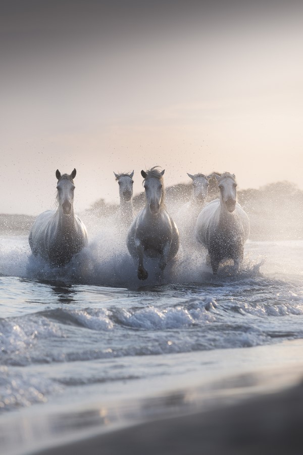 2020 Tokyo International Foto Awards – Top 20 Gewinnerfotos des Jahres the horses of neptune