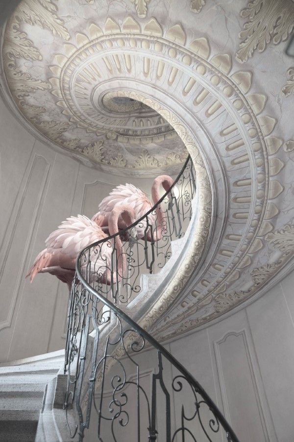 2020 Tokyo International Foto Awards – Top 20 Gewinnerfotos des Jahres treasures flamingo treppen
