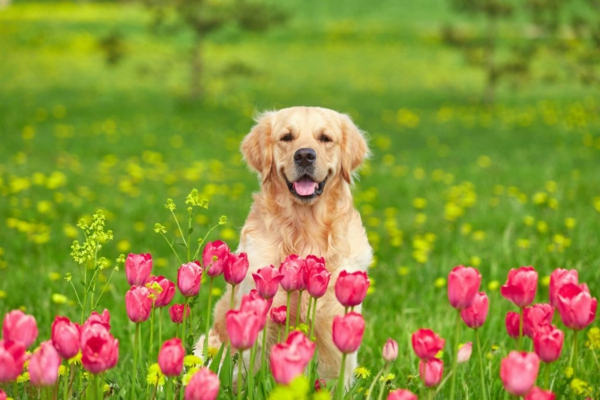 Der Frühling kommt 5 Tipps für Hundehalter1